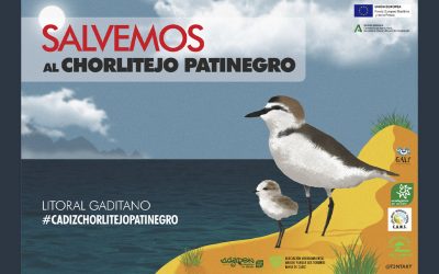 Salvemos al Chorlitejo Patinegro – Proyecto 100% Subvencionado por GALP Cádiz Estrecho